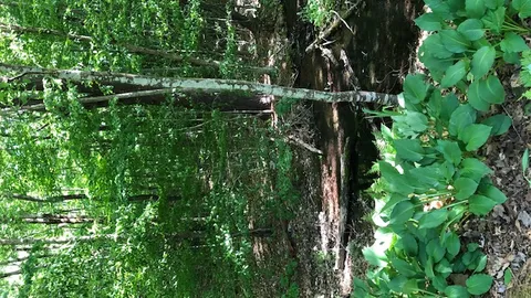 30 Amp RV Site Water electric only (Babbling Brook) — image 2 of 6