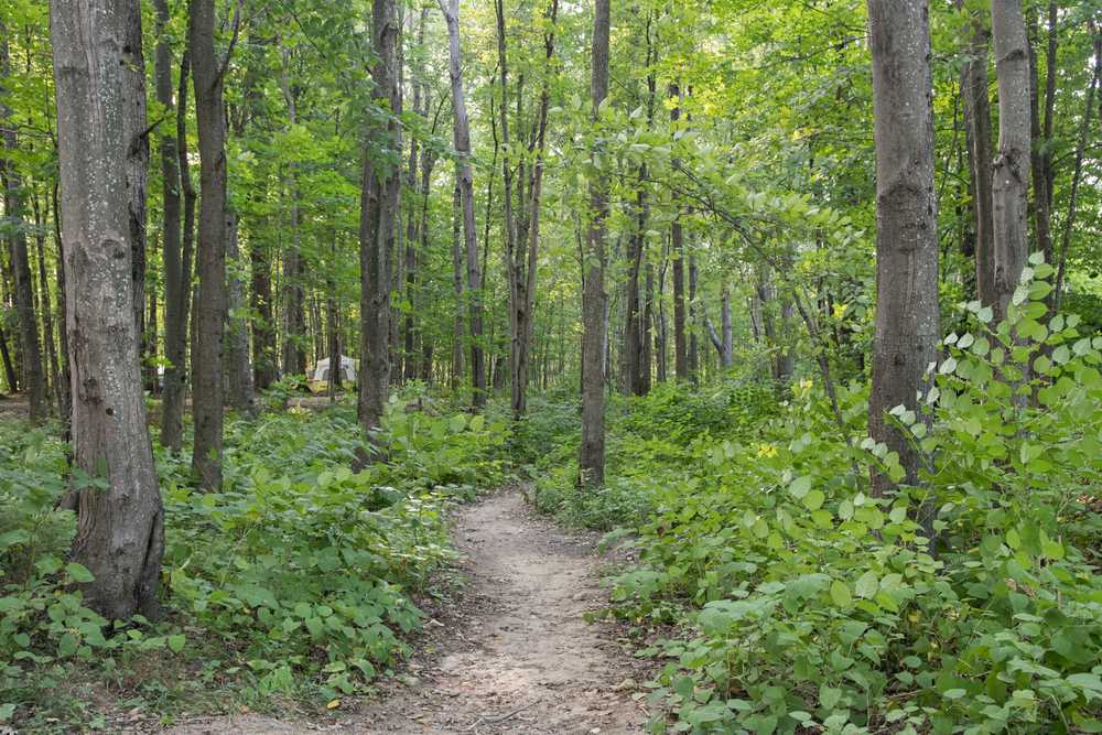 Yogi Bear's Jellystone Park™ Camp-Resort: Glen Ellis - Photo 4
