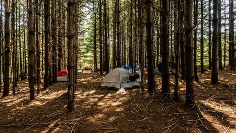 Private Forest Campsite — image 1 of 3