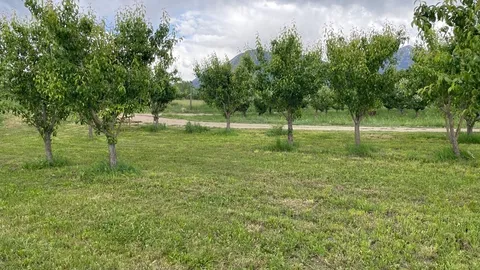 Apricot Group Site — image 1 of 3