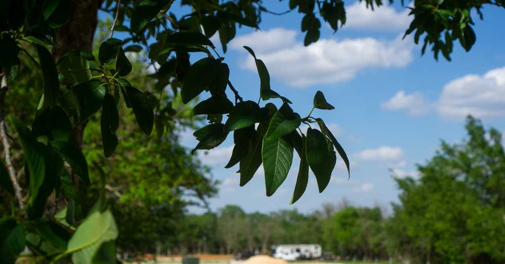Westbrook RV & Tiny Home Park - Elgin, TX - Photo 5