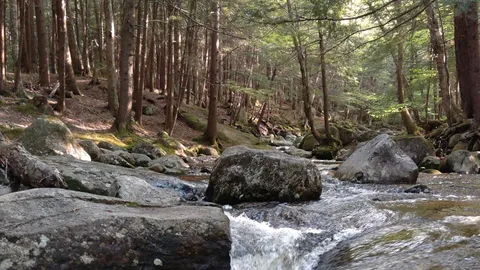 Tent- Electricity, Brook Front — image 5 of 5