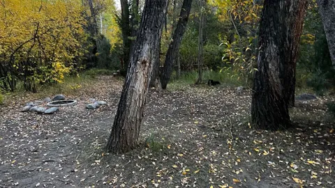 Tent Site — image 2 of 4