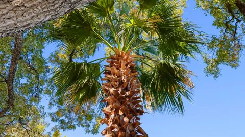 Lake View / PALM TREE PREMIER RV Site — image 1 of 2