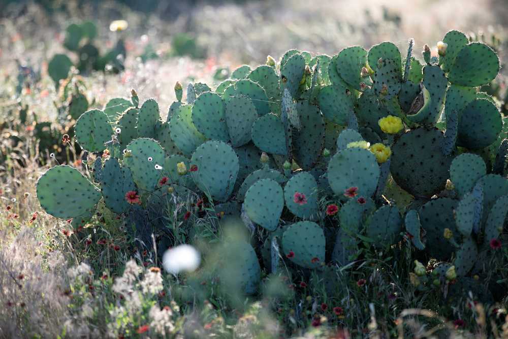 Park Image 5