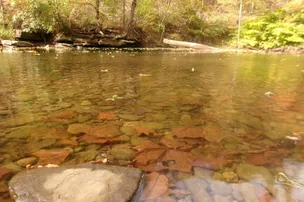 Squarewood Acres Campground – photo 5
