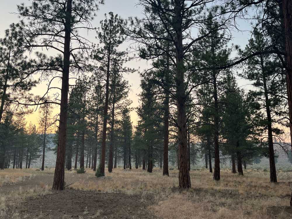 Coyote Ridge Campground, Fort Rock, Oregon - Photo 3