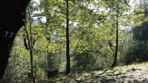 Primitive Tent Site — image 6 of 6