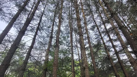 Naturalist Camping — image 1 of 1