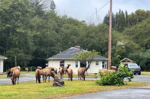 Heart of the Redwoods Cottages & RV – photo 2