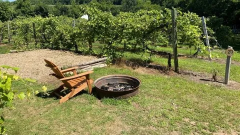 Single Tent - Vineyard — image 1 of 6