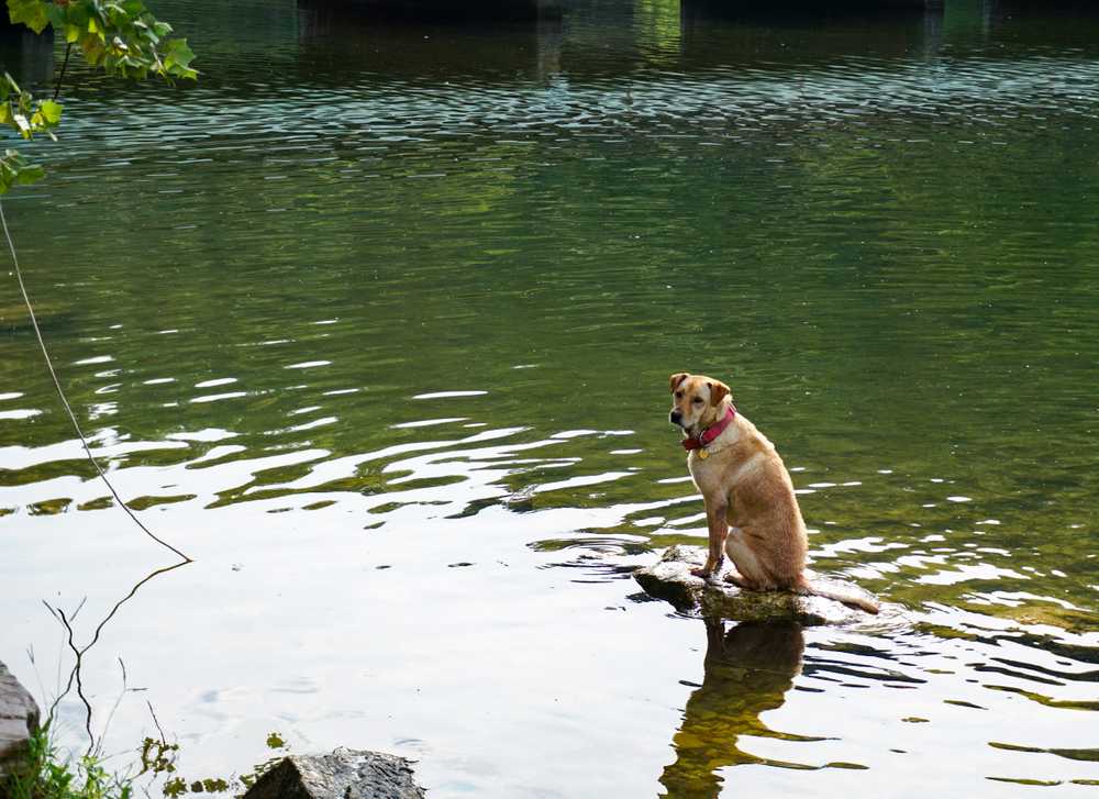 Jessica Hollis Park, Austin, Texas - Photo 3