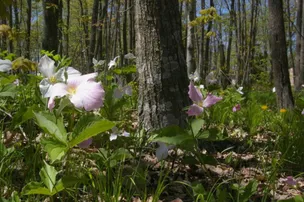 Baileys Woods Campground – photo 3