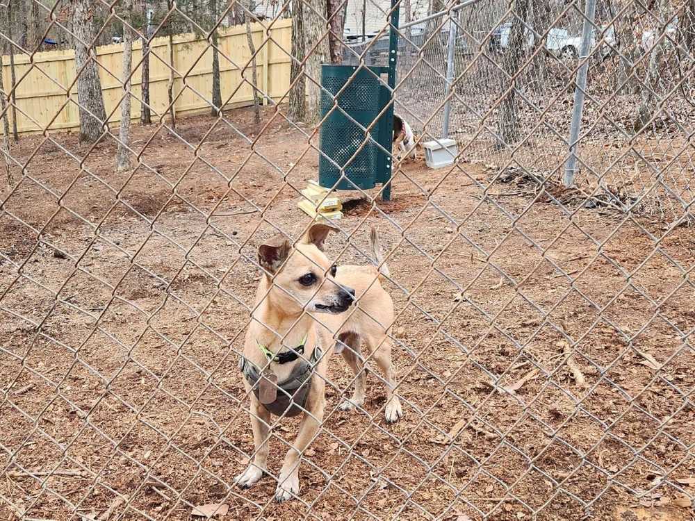 Camp Tails and Trails - Westminster , SC - Photo 5