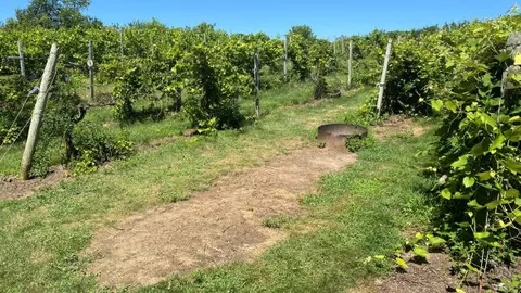 Single Tent - Vineyard — image 1 of 14