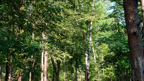 Primitive Tent Camping — image 2 of 3