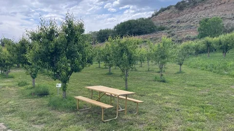 Apricot Group Site — image 2 of 3