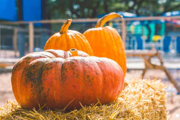 Fall Fest Weekend