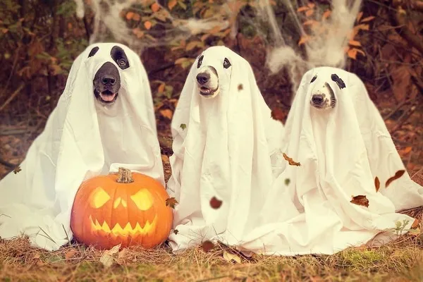 2nd Halloween Weekend