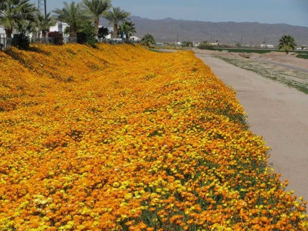 Tier Drop RV Park, Wellton, Arizona - Photo 3