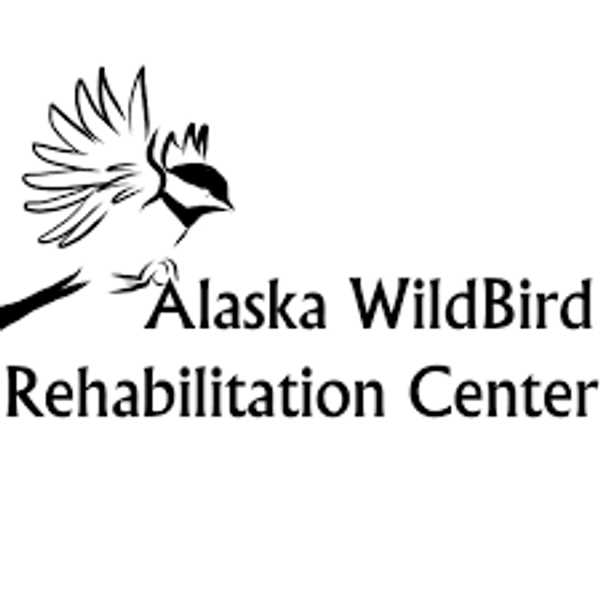 Alaska Wildbird Rehabilitation Center presentation on the Red Tailed Hawk