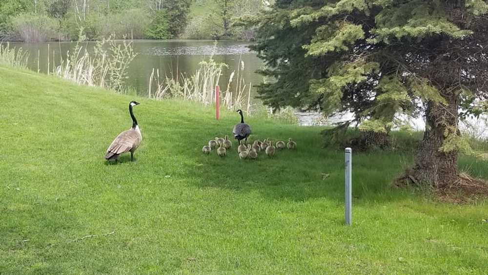Goose Hummock RV Resort - Photo 2