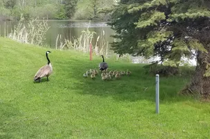 Goose Hummock RV Resort – photo 2