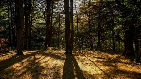 Rustic Tent Site — image 2 of 3