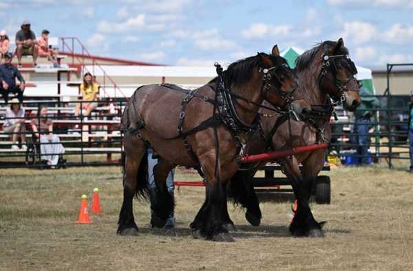 🐎 Pioneer Acres Chore Team Competition