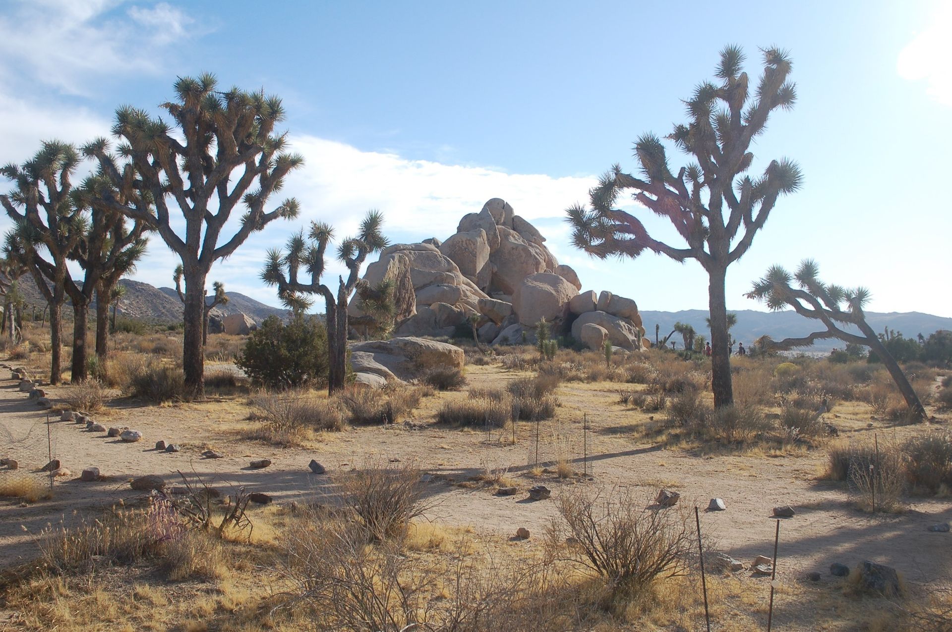 Joshua Tree RV Campground