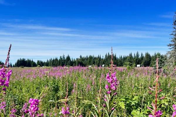 Blue Spruce Campground – photo 1