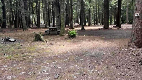 Pines Tent Site — image 1 of 3