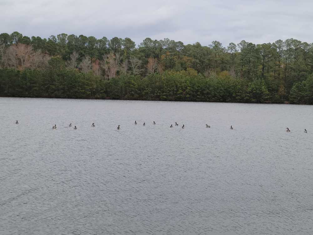Hidden Lake Retreat, New Bern, North Carolina - Photo 2