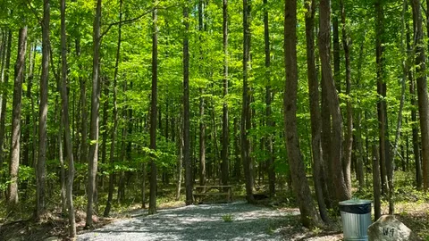 Wooded Primitive — image 4 of 4