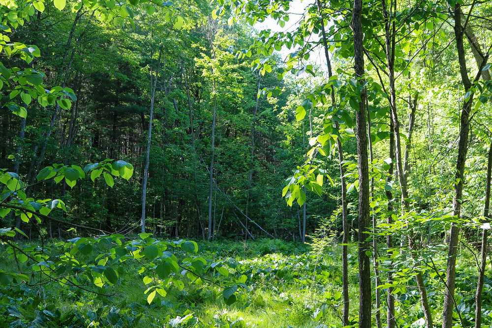 Detach Primitive Campground - Photo 5