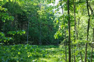 Detach Primitive Campground – photo 5