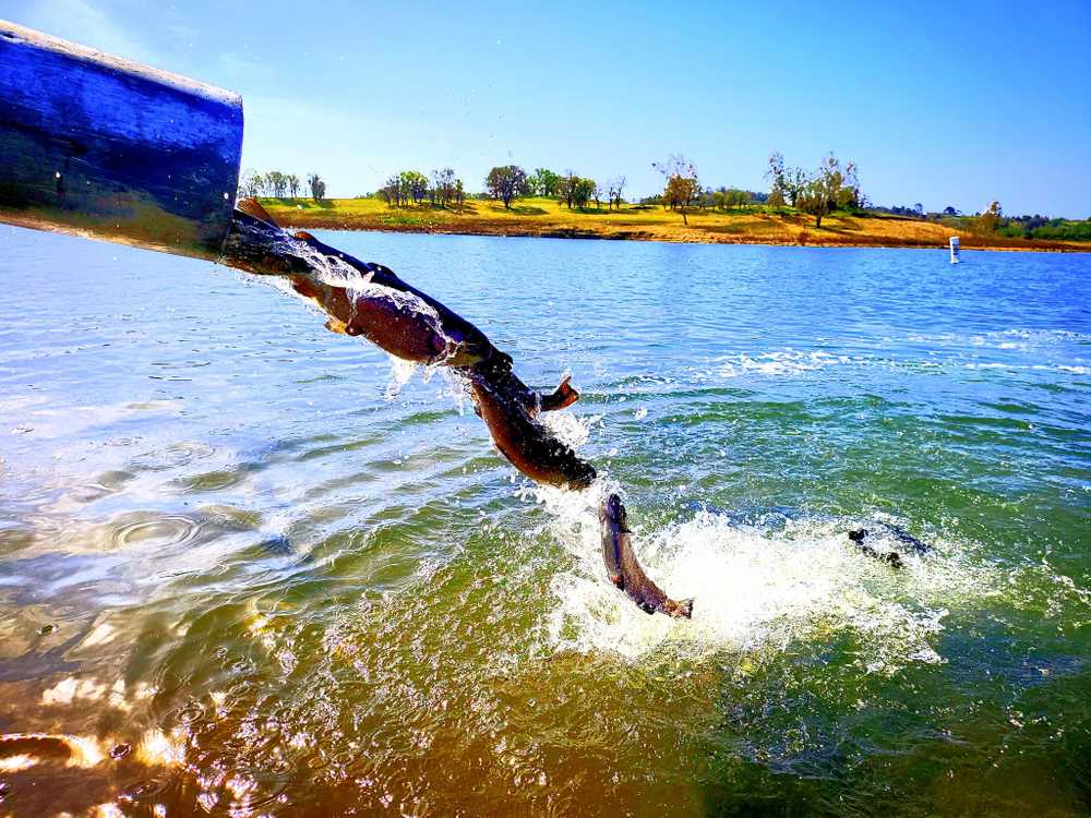 Lake Camanche South Shore - Photo 4