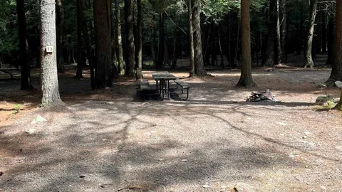 Pines Tent Site — image 2 of 3