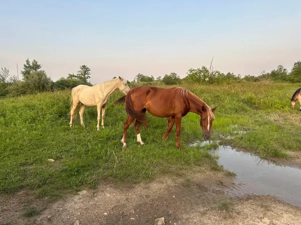 Elk View Campground -  Jackson, KY campground