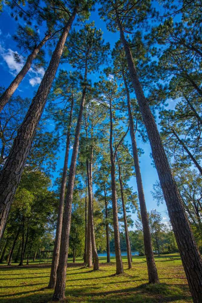 Bass Lake Campground, Dillon, South Carolina - Photo 3