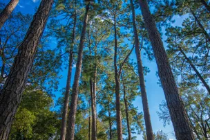 Bass Lake Campground – photo 3