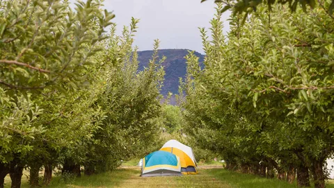 Lower Orchard Campsites — image 1 of 7