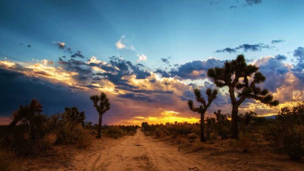 Joshua Tree RV Campground - Photo 2