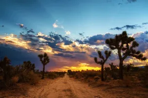 Joshua Tree RV Campground – photo 2