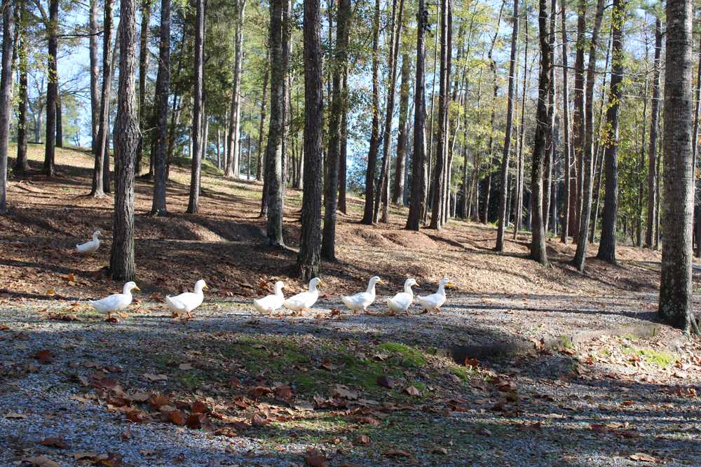 Park Image 10