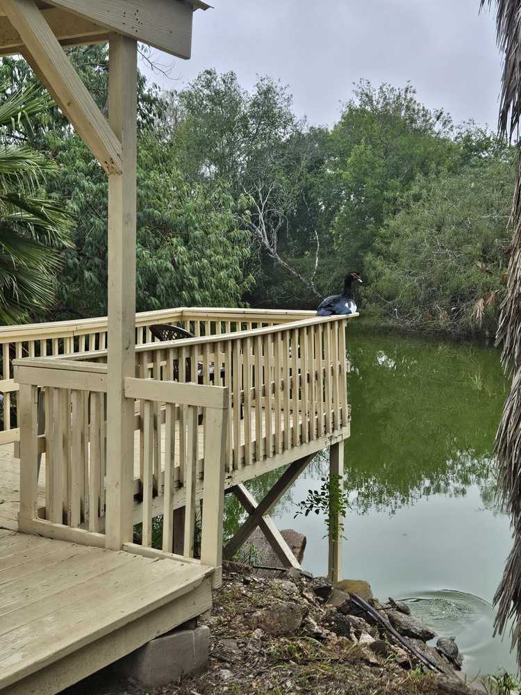 Posada del Sol, Harlingen, Texas - Photo 5