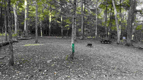 Forest Tent Site - 10 Person Maximum — image 2 of 15