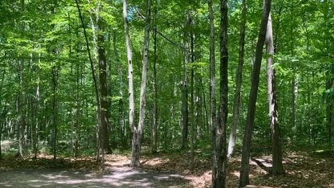 Rustic Walk-In Tent Site — image 2 of 7