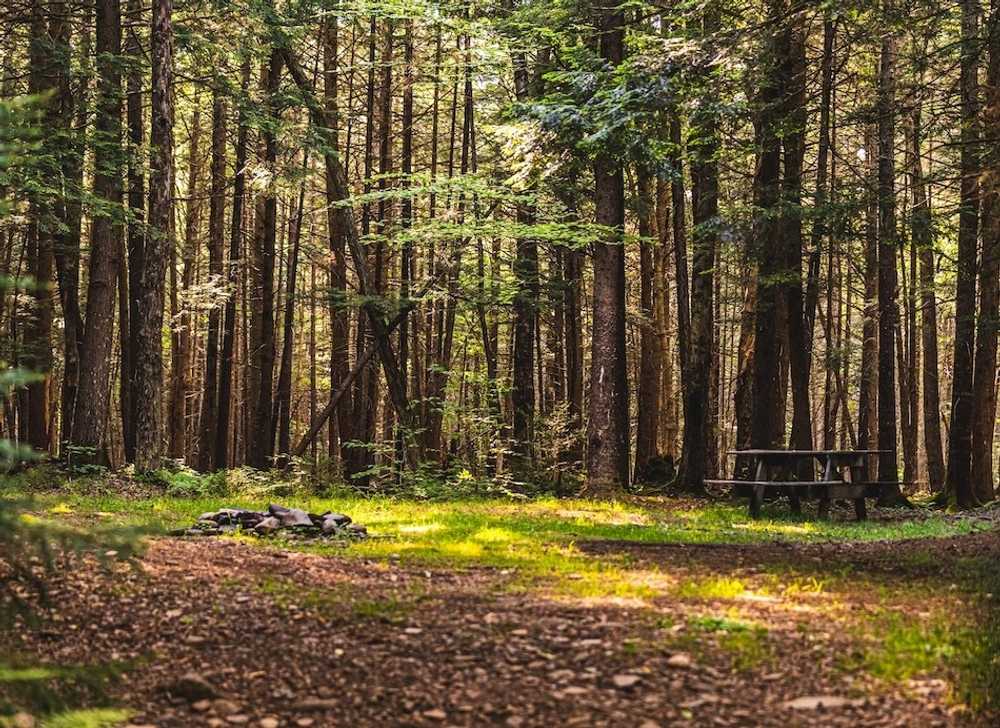 Willowemoc Campground - Livingston Manor, NY - Photo 3