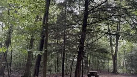 wooded tent site — image 1 of 5